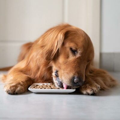 Top 10 High-Protein Dog Food Brands