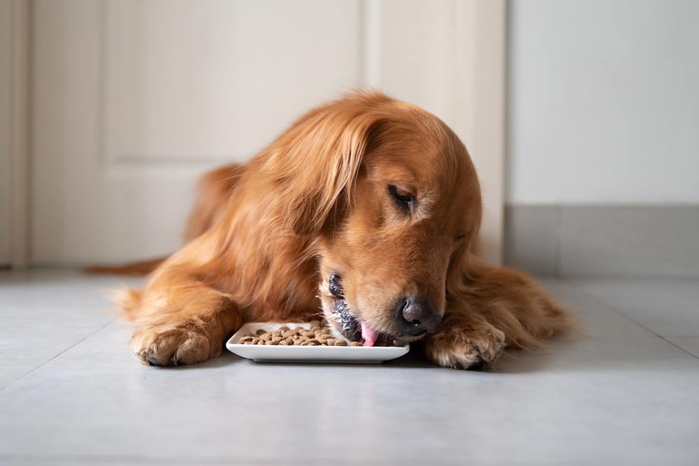 Top 10 High-Protein Dog Food Brands