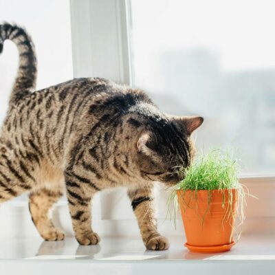 17 Plants That are Poisonous for Cats