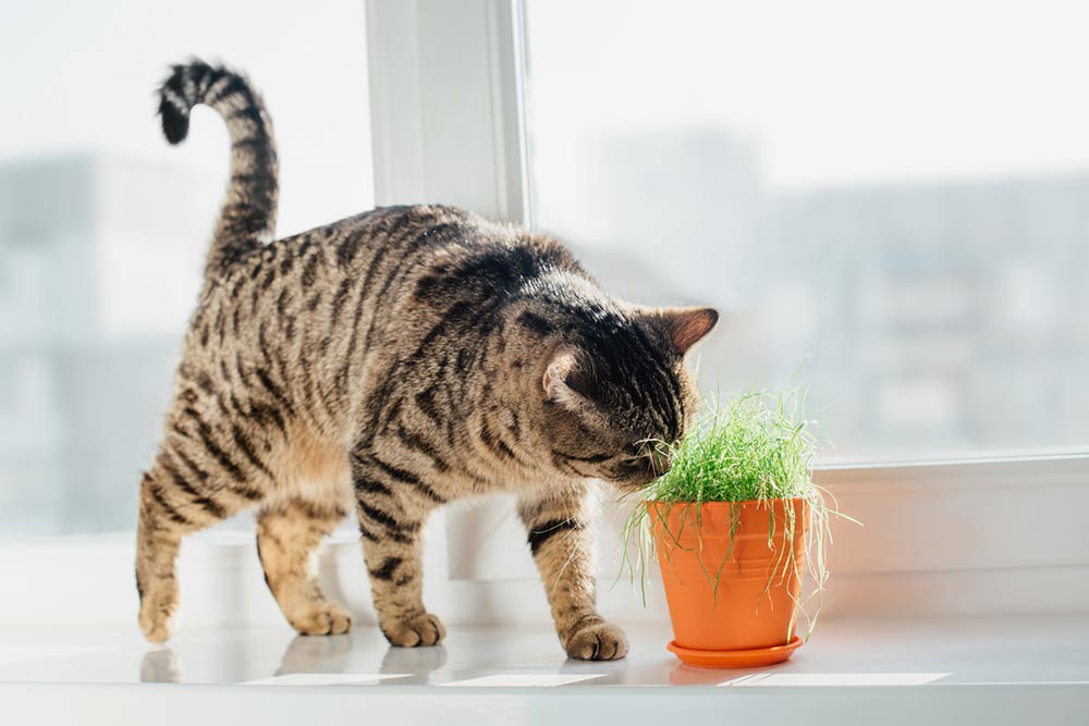 17 Plants That are Poisonous for Cats
