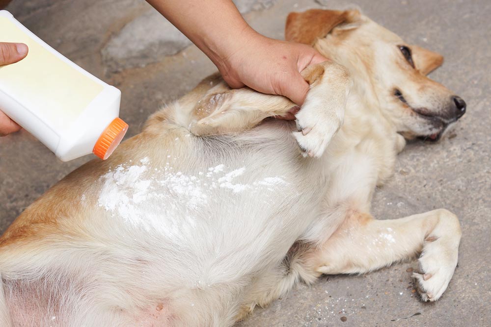 10 Flea and Tick Protection Products for Dogs