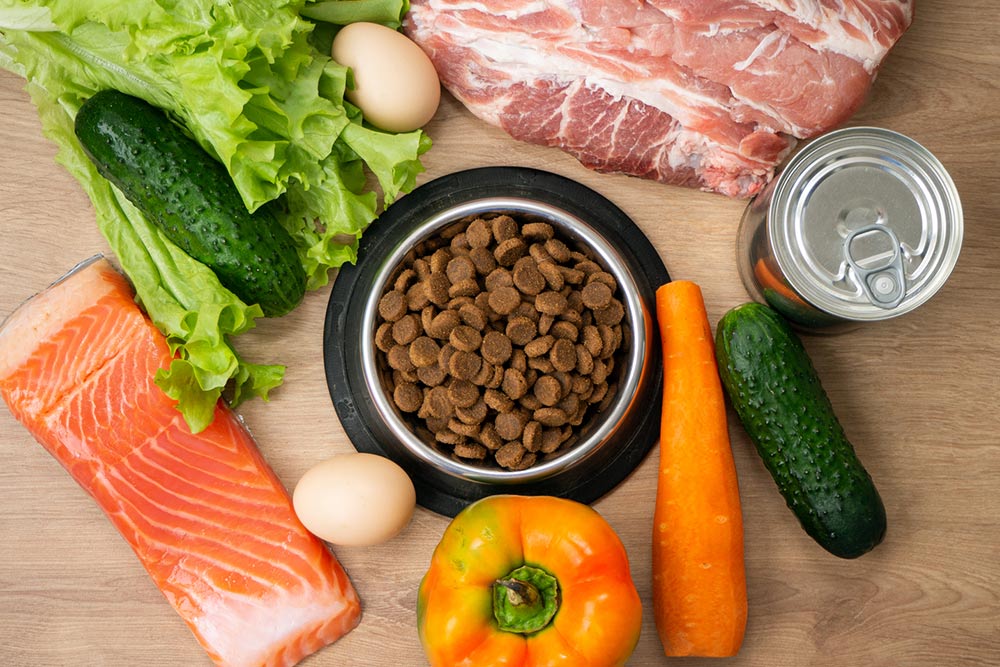 10 Human Foods That Are Safe for Cats