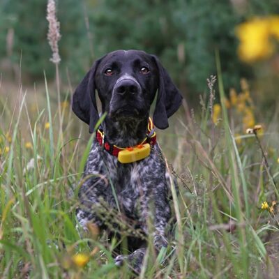 4 Benefits of Pet GPS Trackers