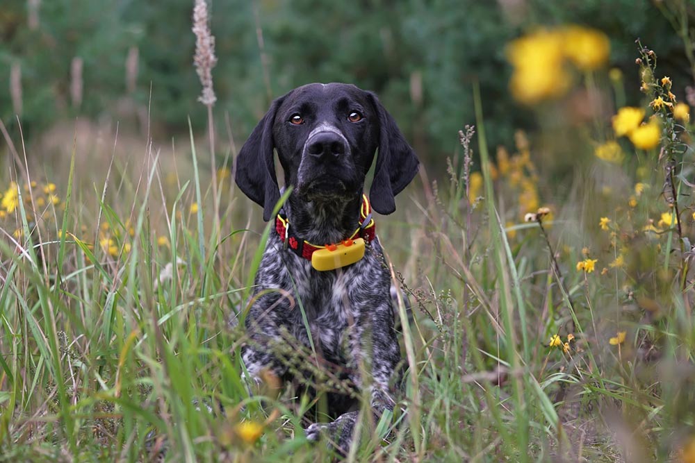 4 Benefits of Pet GPS Trackers