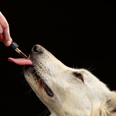 6 Safety Tips for Using Essential Oils Around Pets