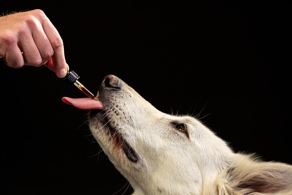 6 Safety Tips for Using Essential Oils Around Pets