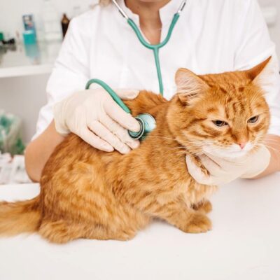 7 Symptoms of Feline Diabetes