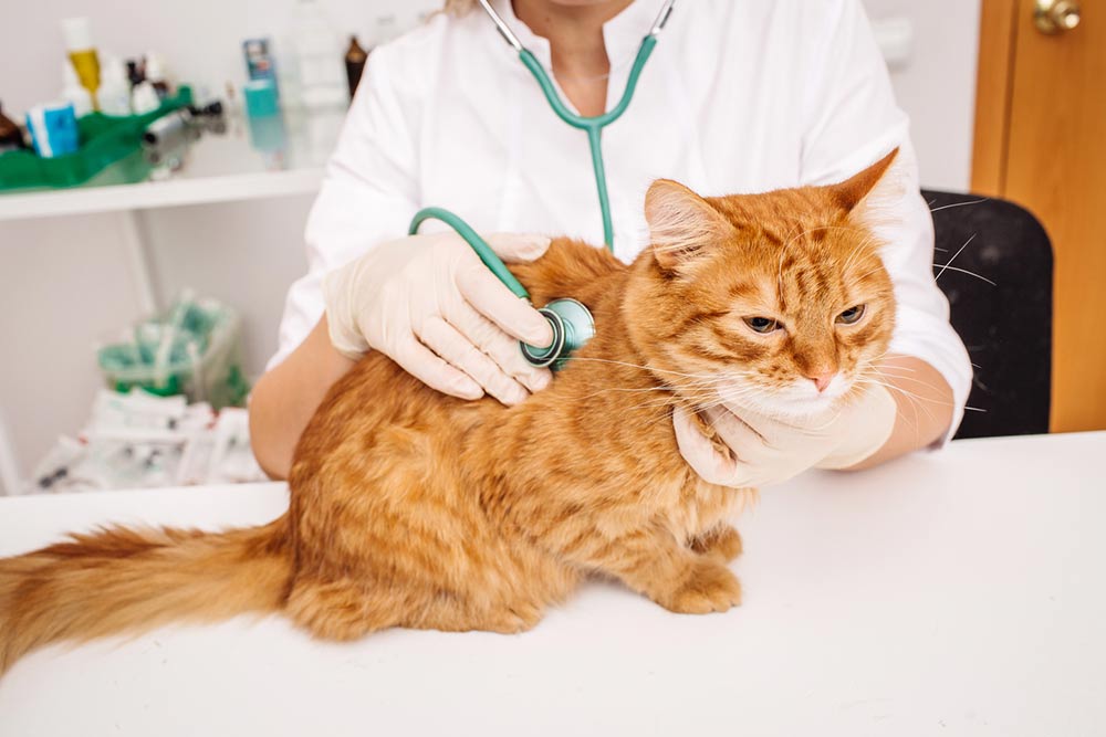 7 Symptoms of Feline Diabetes