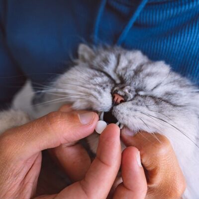 7 Tips for Buying Pet Medication Online