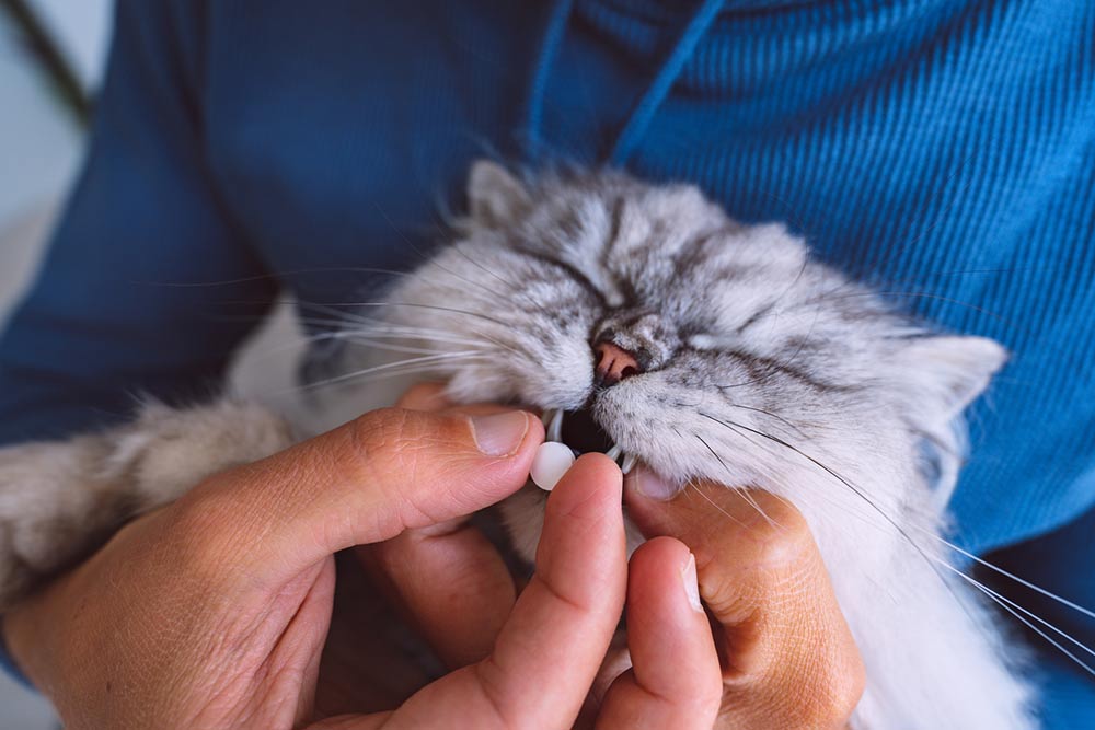 7 Tips for Buying Pet Medication Online