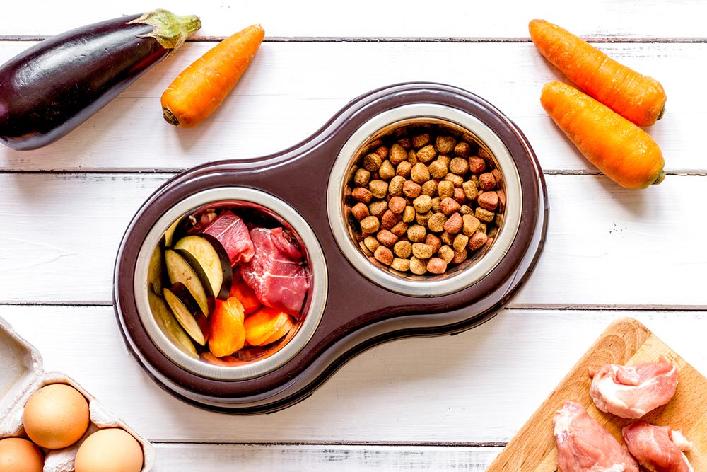 8 Common Food Allergies in Dogs and Their Causes
